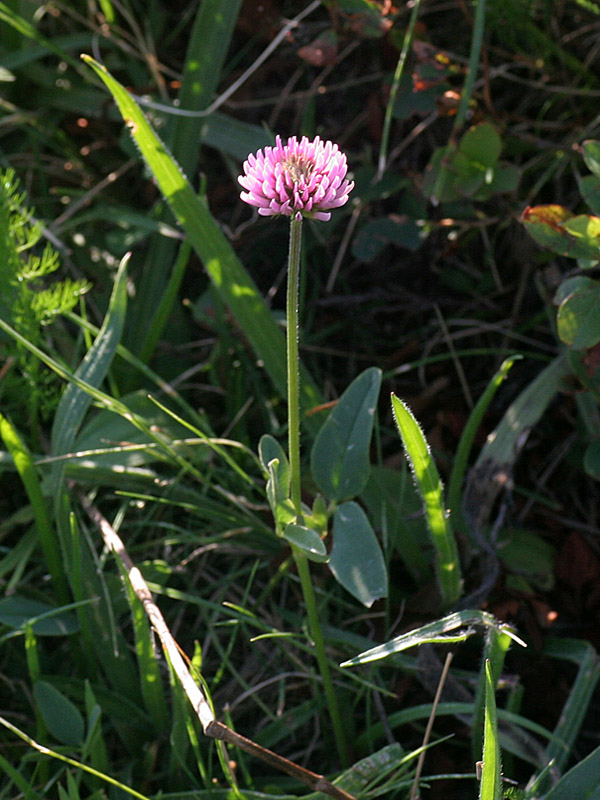 Trifolium montanum subsp. rupestre / Trifoglio rupestre